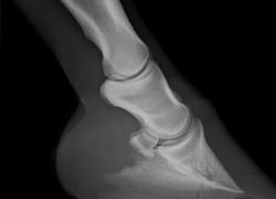 WF+RF+Pedal-lateral_June2011.JPG 2014-3-12-9:27:1