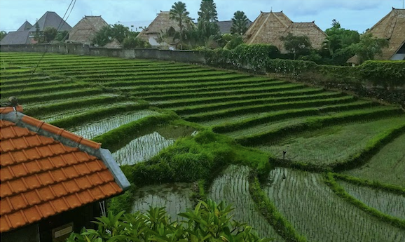The rice fields of Canguu, Indonesia