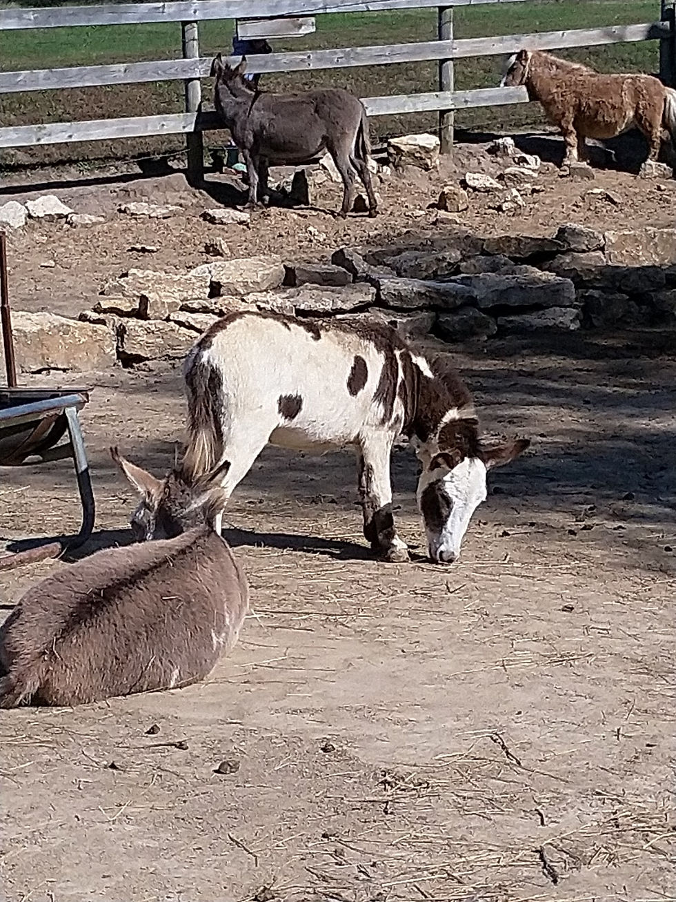 I come to Weston Red Barn for the pumpkins, but I stay for the animals