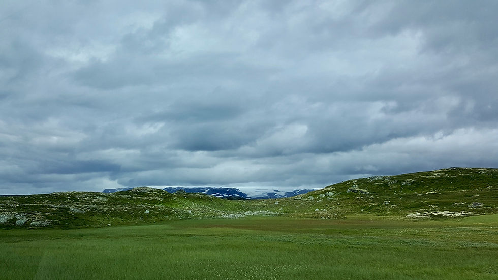 Blooming flowers and vibrant greenery break through the stoney roadsides at Hardangervidda National Park