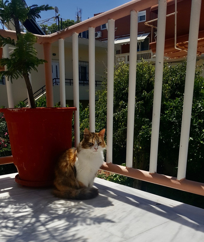 pedacitos blog cats stalos crete greece