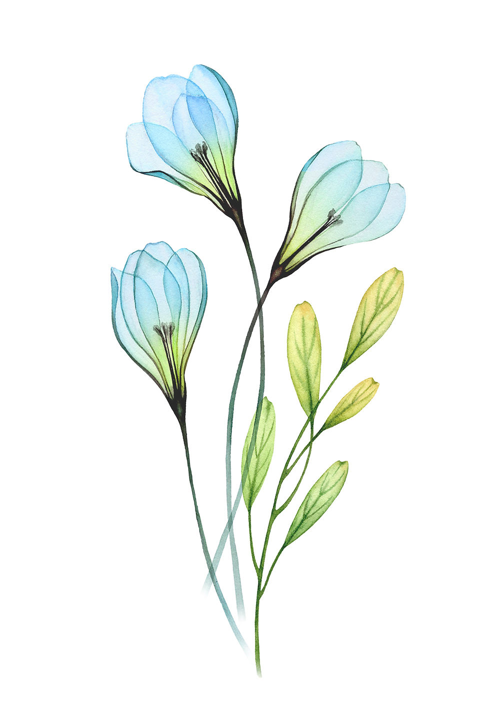 1. Crocus reference.jpg