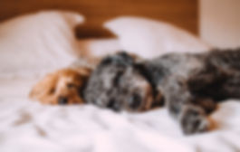Gehoorzame, sociale pups