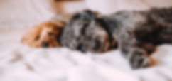 Dog Days Inn Pet Resort and Spa; Pet Boarding and Grooming
