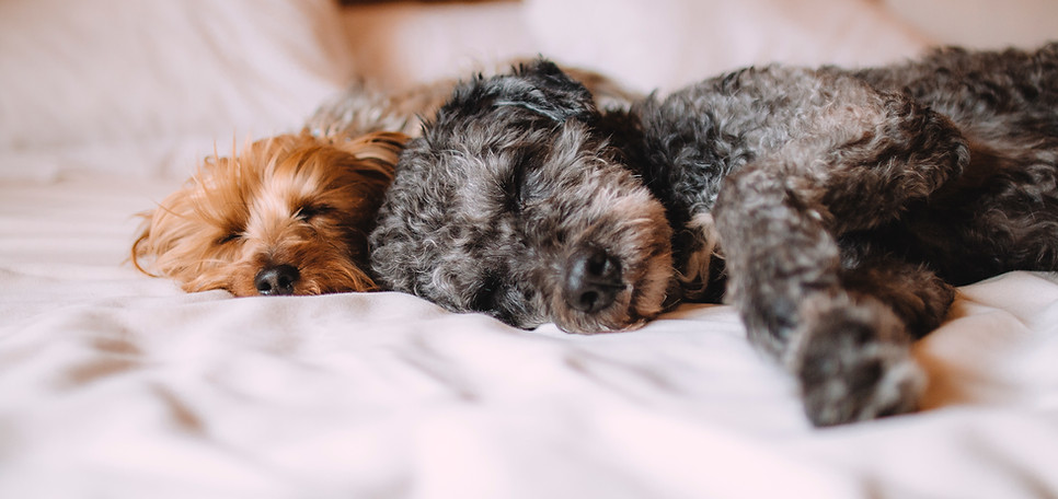 Dog Days Inn Pet Resort and Spa; Pet Boarding and Grooming