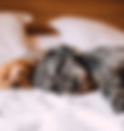 Sleeping Dogs