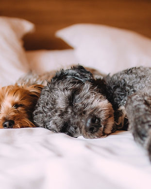 Sleeping Dogs