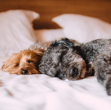 Sleeping Dogs