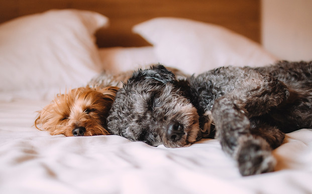 Sleeping Dogs