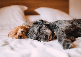 Sleeping Dogs