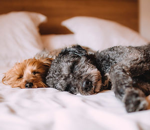 Sleeping Dogs