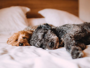 Dog boarding sleeping happy dogs