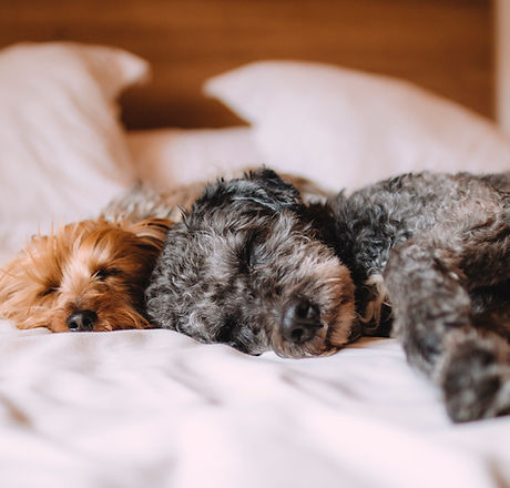 Sleeping Dogs