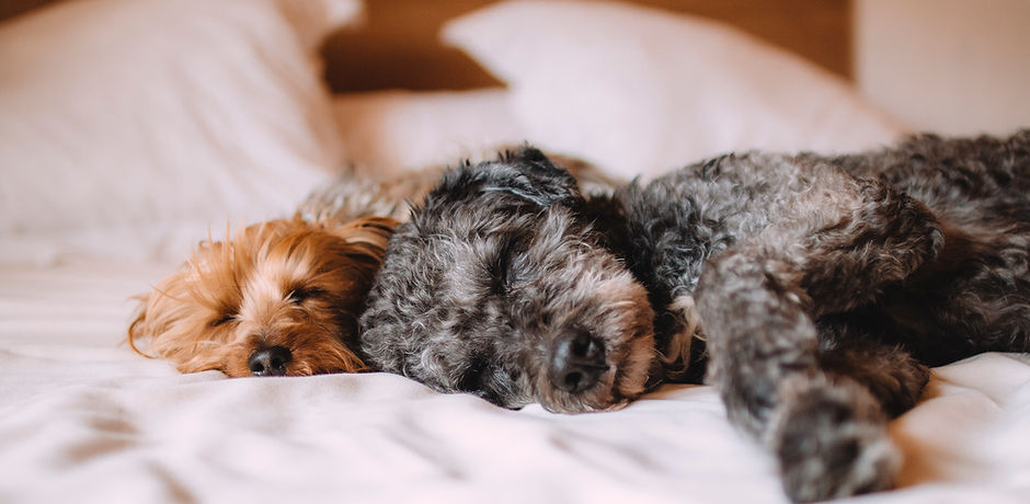 Sleeping Dogs