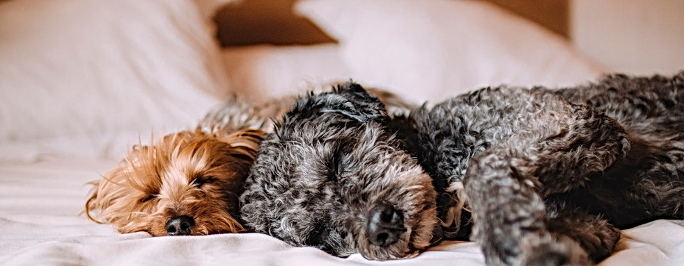 Sleeping Dogs