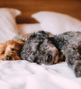 Sleeping Dogs