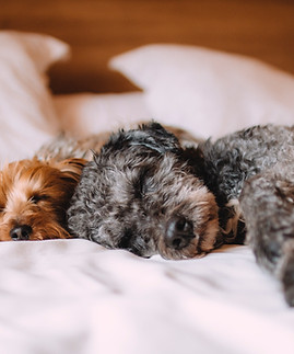 Sleeping Dogs