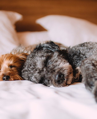 Sleeping Dogs