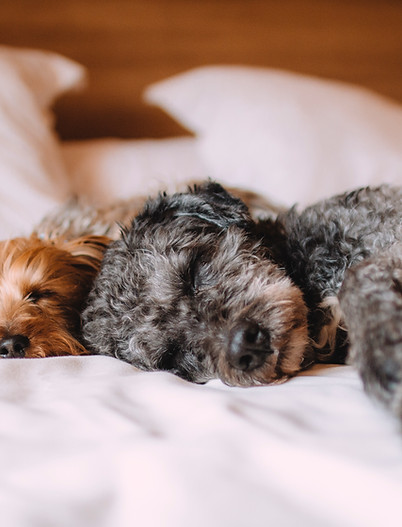 Sleeping Dogs