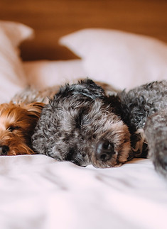 Sleeping Dogs