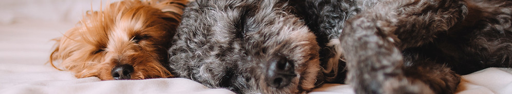 Sleeping Dogs