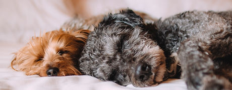 Sleeping Dogs
