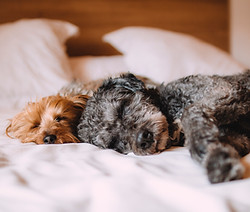 Sleeping Dogs