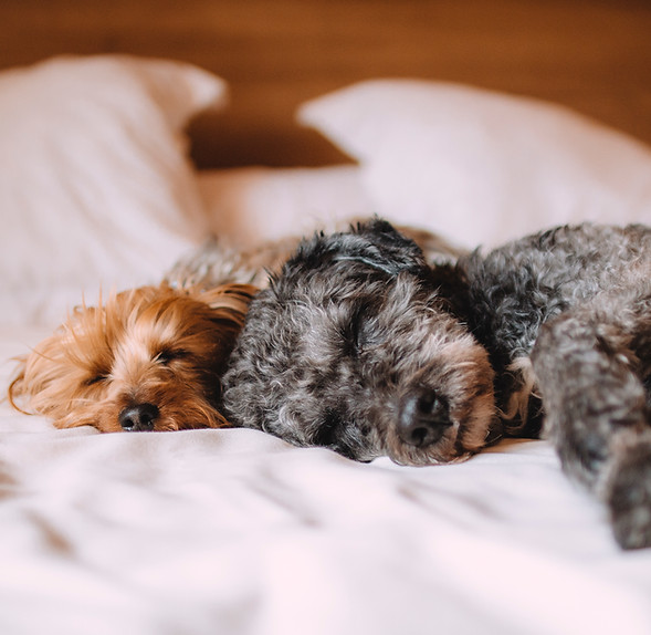 two dogs laying on a bed