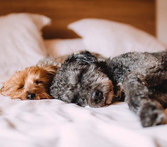 Sleeping Dogs
