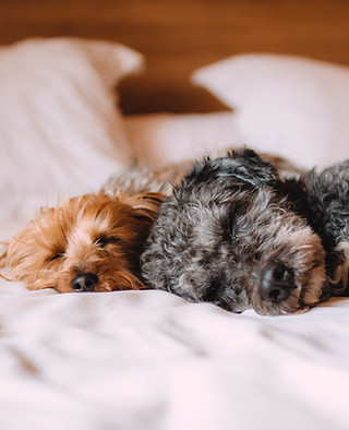 Sleeping Dogs