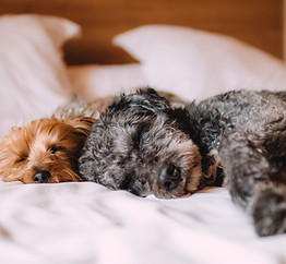 Sleeping Dogs