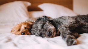 How to Find Homes for ‘Less Adoptable’ Animals