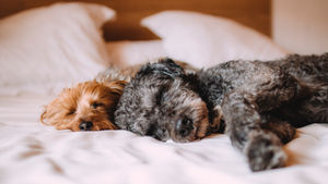 30 Dog Boarding Homes in KL and Selangor