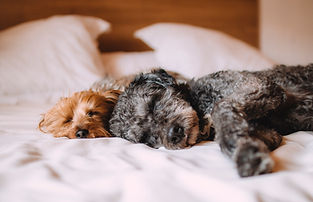 Sleeping Dogs