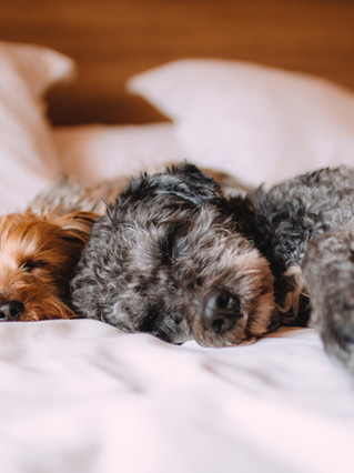 Yoga Nidra: Yogic Sleep