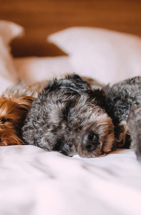 Sleeping Dogs