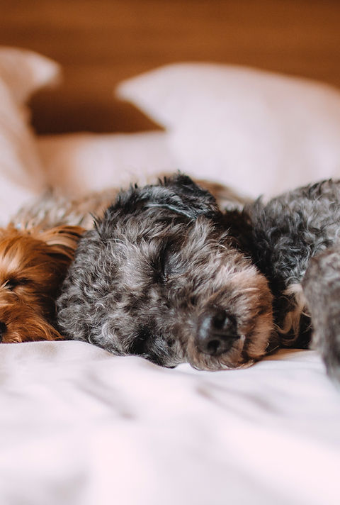 Sleeping Dog, senior dog, silver muzzle, frosty face dog, grey muzzle