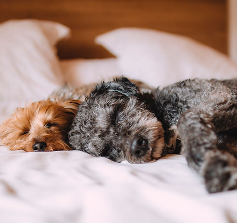 Sleeping Dogs