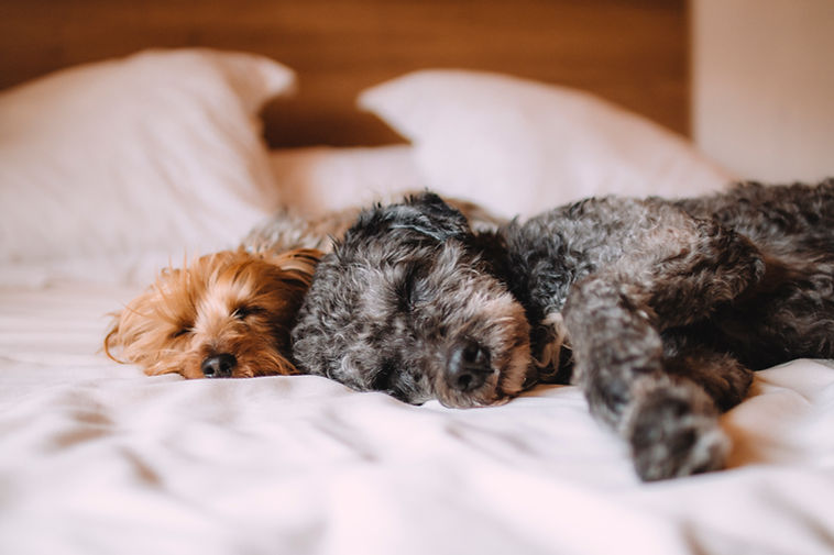 Sleeping Dogs