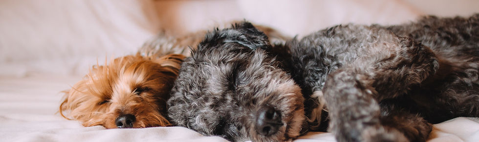 Sleeping Dogs