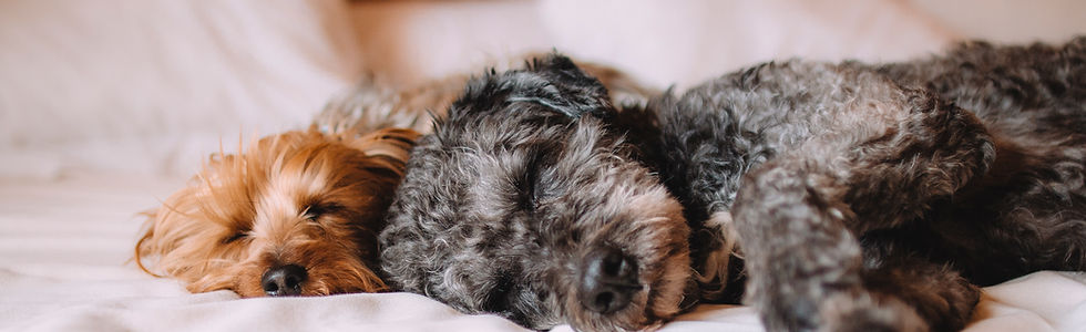 Sleeping Dogs