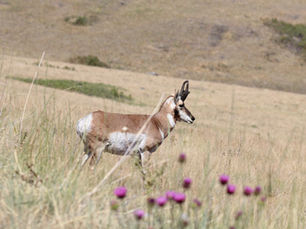 Pronghorn standing on a hill