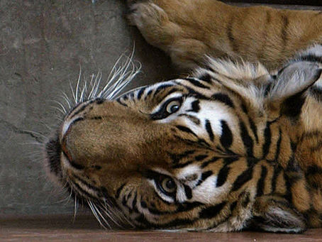 Tiger Farms: A Threat to Conservation of Wild Tigers