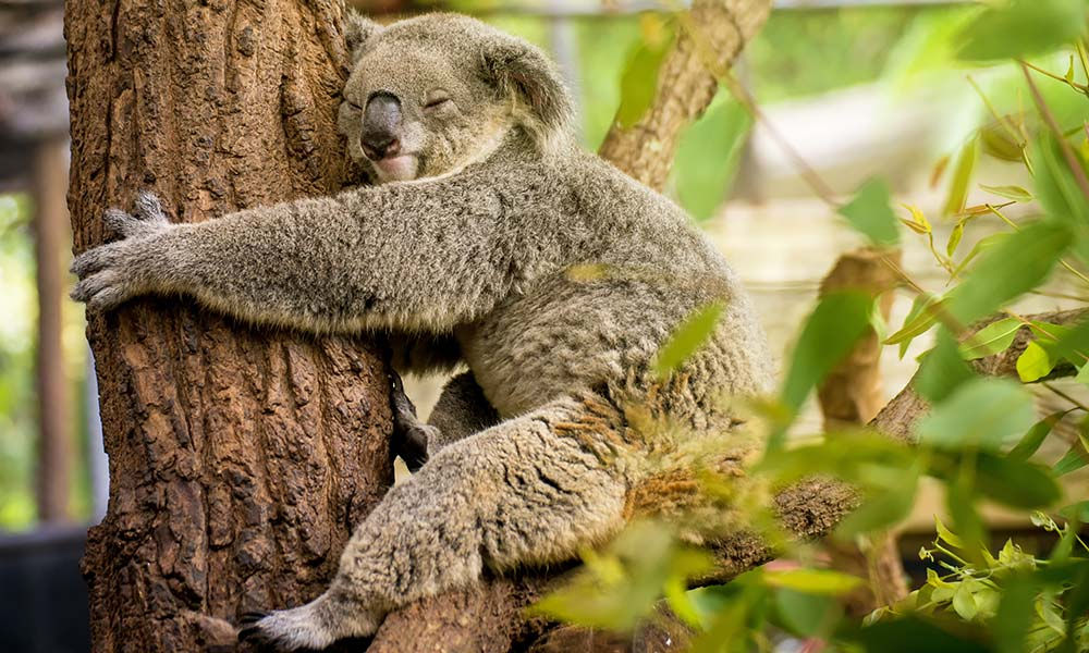10 Interesting facts about koalas