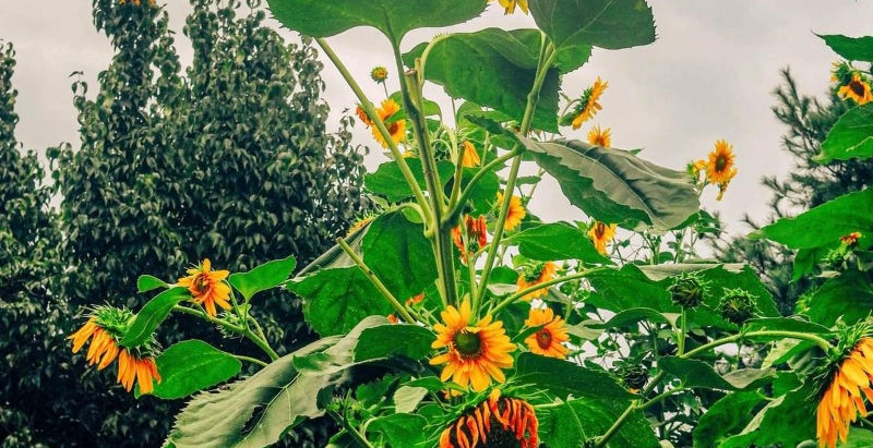 8월 31일 페이스북 사진 묵상 및 주간 교회소식