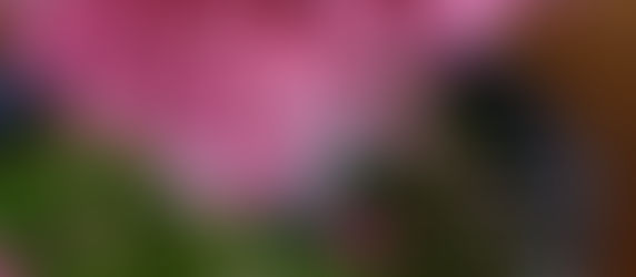 facebook 사진 묵상 및 주간 교회소식