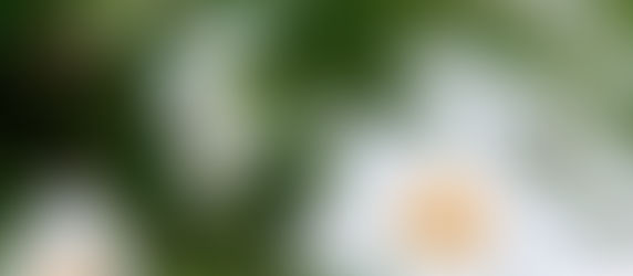 facebook 사진 묵상 및 주간 교회소식