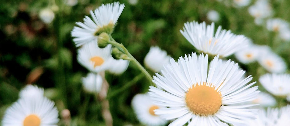 facebook 사진 묵상 및 주간 교회소식