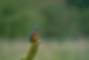 Kingfisher_DSC2957-topaz-rawdenoise-sharpen-denoise.jpg