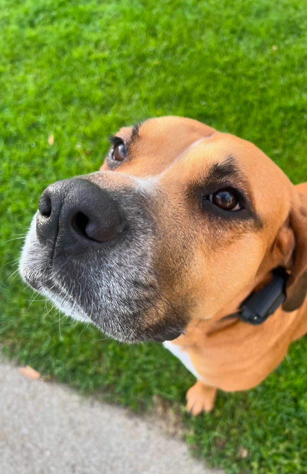 happy dog at dog day care